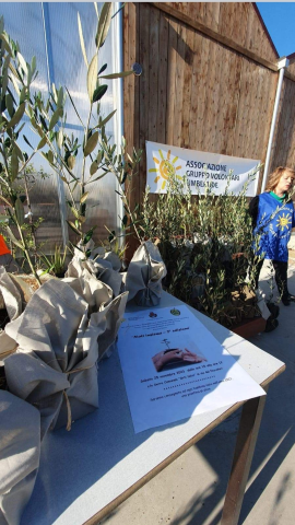 Progetto Nati Insieme. Consegnata una pianta di ulivo per ogni bambina e bambino nati nel Comune di Umbertide nel 2022.