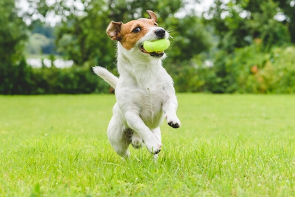 Area sgambamento cani, il Comune di Umbertide al lavoro per creare in città il servizio in un'area consona