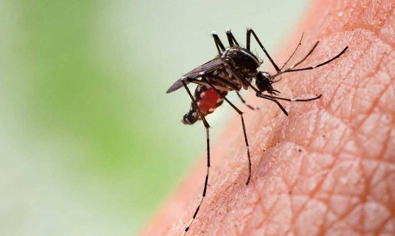 Martedì 8 settembre nuovo servizio di disinfestazione
